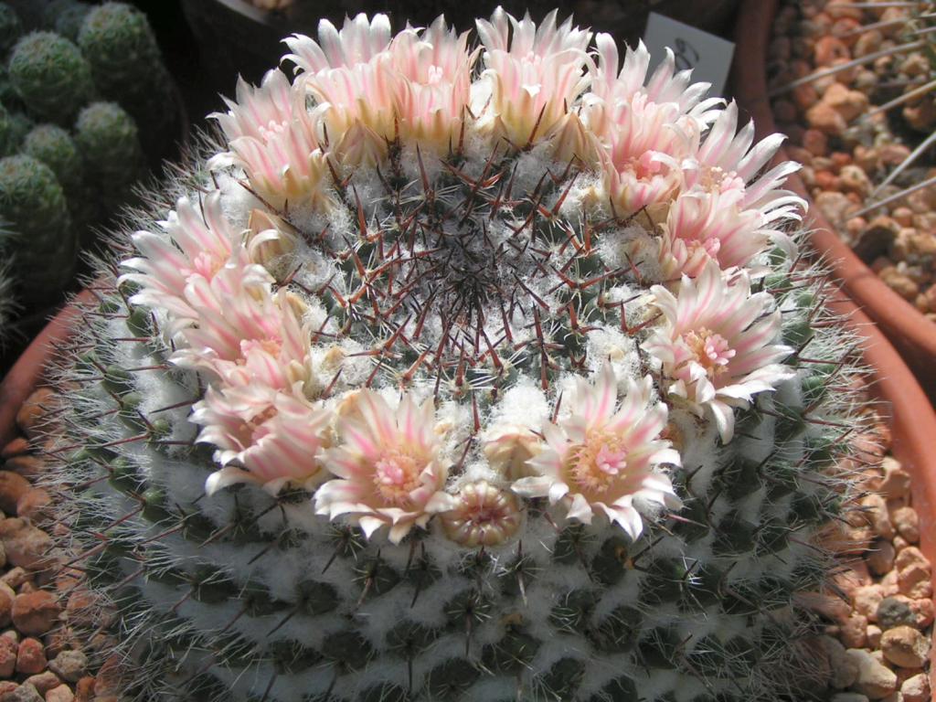 Mammillaria formosa